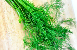 Laos Coriander