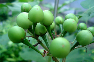 Small Eggplant