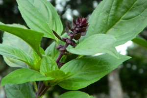 Sweet Basil