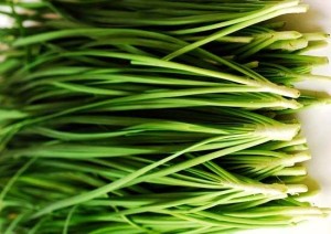 chinese chives a