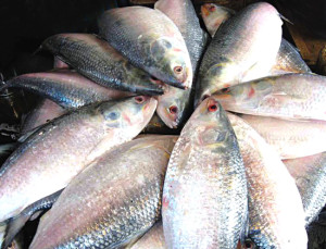 HILSA