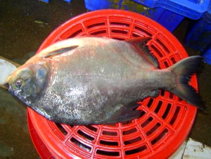 PACU1