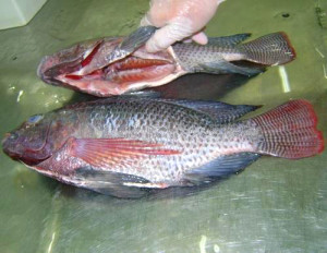 TILAPIA2