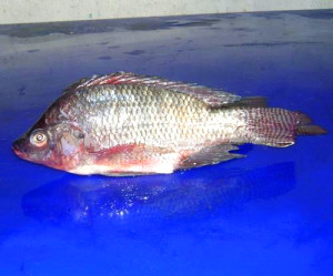 TILAPIA3