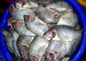 TILAPIA4