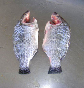 TILAPIA5