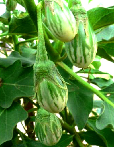 Green Aubergine | Al-Fresh.com