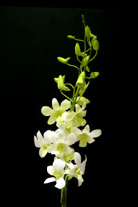 Dendrobium 5N White Orchid