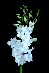 Dendrobium Big White Jumbo Orchid