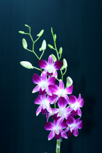 Dendrobium Bom Jo Orchid