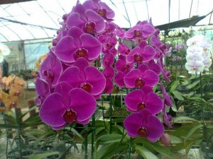 Phalaenopsis‏ Orchid