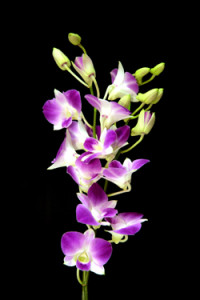 Dendrobium Anna orchid