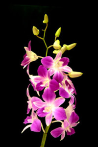 Dendrobium Anina Orchid