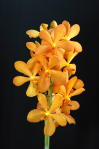 Bangkuntien Orchid