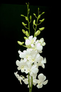 Dendrobium Big White Orchid
