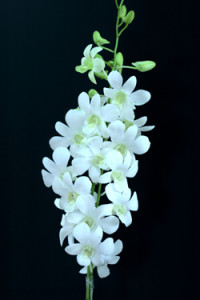 Dendrobium White BW5N Orchid