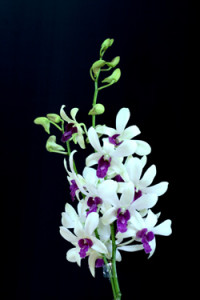 Dendrobium Charming White Orchid