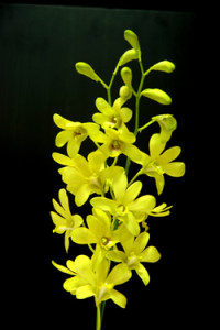 Dendrobium Fatima Orchid