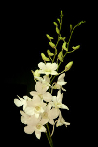 Dendrobium Labia Orchid