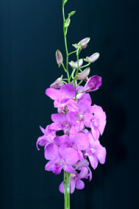 Dendrobium Lai Sirin Orchid