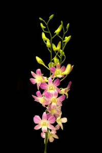 Dendrobium Lucy Pink Orchid