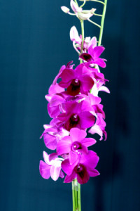 Dendrobium Miss Singapore Orchid