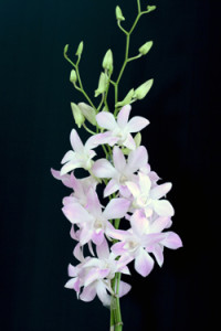 Dendrobium Misteen Orchid