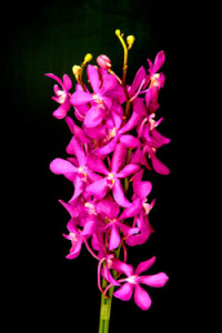 Mokara Calipzo Orchid