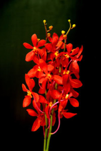 Mokara Red Orchid