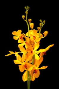 Mokara Yellow Orchid