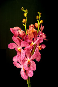 Mokara Chub Kuan Orchid