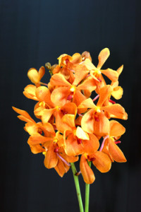 Omyai Orchid
