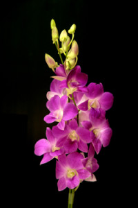 Dendrobium Queen Pink Orchid