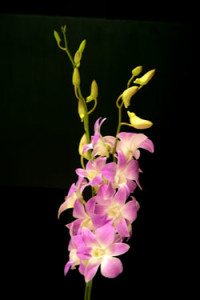 Dendrobium Sakura Orchid