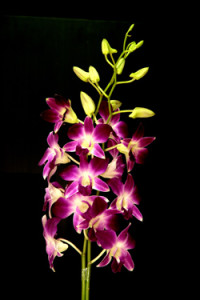 Dendrobium Sonia Orchid